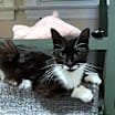 Thumbnail photo of Savannah #2