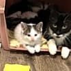 Thumbnail photo of Savannah #3