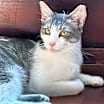 Thumbnail photo of Amaretto #1