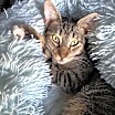 Thumbnail photo of Dax #1