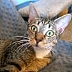 Thumbnail photo of Dax #2