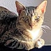 Thumbnail photo of Dax #3