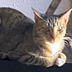 Thumbnail photo of Dax #4
