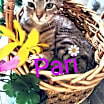 Thumbnail photo of Pari #2