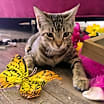 Thumbnail photo of Pari #3