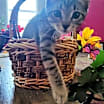 Thumbnail photo of Rani #2