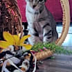 Thumbnail photo of Rani #3