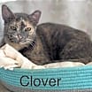 Thumbnail photo of Clover #1