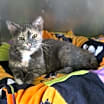 Thumbnail photo of Clover #2