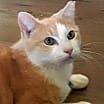 Thumbnail photo of Jesse (& Jerry) bonded *FEE WAIVED* #1