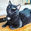 Thumbnail photo of DUSTIN-Fiv+ very sweet #3