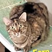 Thumbnail photo of Fern #1