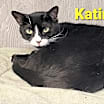Thumbnail photo of Katinic #4