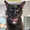 Thumbnail photo of Sassy #1