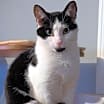 Thumbnail photo of Fleetwood Flynn #1