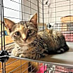 Thumbnail photo of Daisy #1
