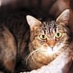 Thumbnail photo of Penny #3