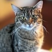 Thumbnail photo of Penny #4