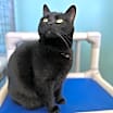 Thumbnail photo of Spooky #3