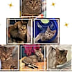 Thumbnail photo of Blake #2