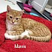 Thumbnail photo of Mantis #3
