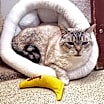 Thumbnail photo of Phoebe #3