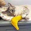 Thumbnail photo of Phoebe #4