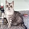 Thumbnail photo of Pi #2