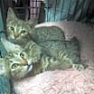 Thumbnail photo of Chip and Dale #2