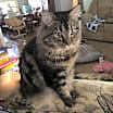Thumbnail photo of Simon #4