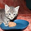 Thumbnail photo of Moonshine  #4