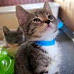Thumbnail photo of Mabel #3