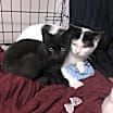 Thumbnail photo of Alexis bonded with Jackie #1