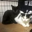 Thumbnail photo of Alexis bonded with Jackie #3