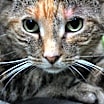 Thumbnail photo of Basil #1