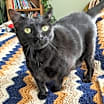 Thumbnail photo of Moxi #1