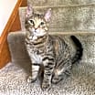 Thumbnail photo of Mirabel #2