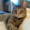 Thumbnail photo of Mirabel #4