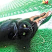Thumbnail photo of CORTANA #1