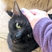 Thumbnail photo of CORTANA #3