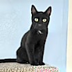 Thumbnail photo of Gonzo #1