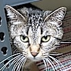 Thumbnail photo of Abby #1