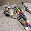 Thumbnail photo of Willie Nelson #1