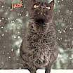 Thumbnail photo of Jack #2
