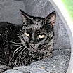 Thumbnail photo of Jack #3