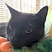 Thumbnail photo of Jack #4