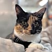 Thumbnail photo of Lucille: Not at shelter (Barbe) #1