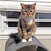 Thumbnail photo of Ophelia #2