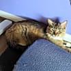 Thumbnail photo of Ophelia #3