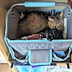 Thumbnail photo of Ophelia #4